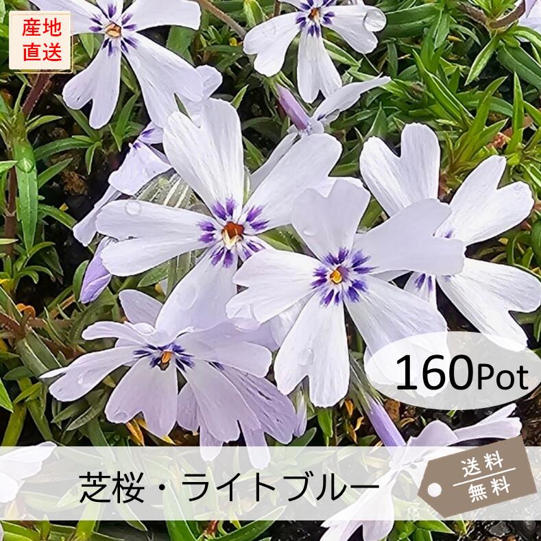 芝桜・ライトブルー160Potセット(送料無料)シバザクラ 花苗 水色 青 花 ブルー ガーデニング 下草 常緑 多年草 庭 グランドカバー|お台場ガーデンクラブ