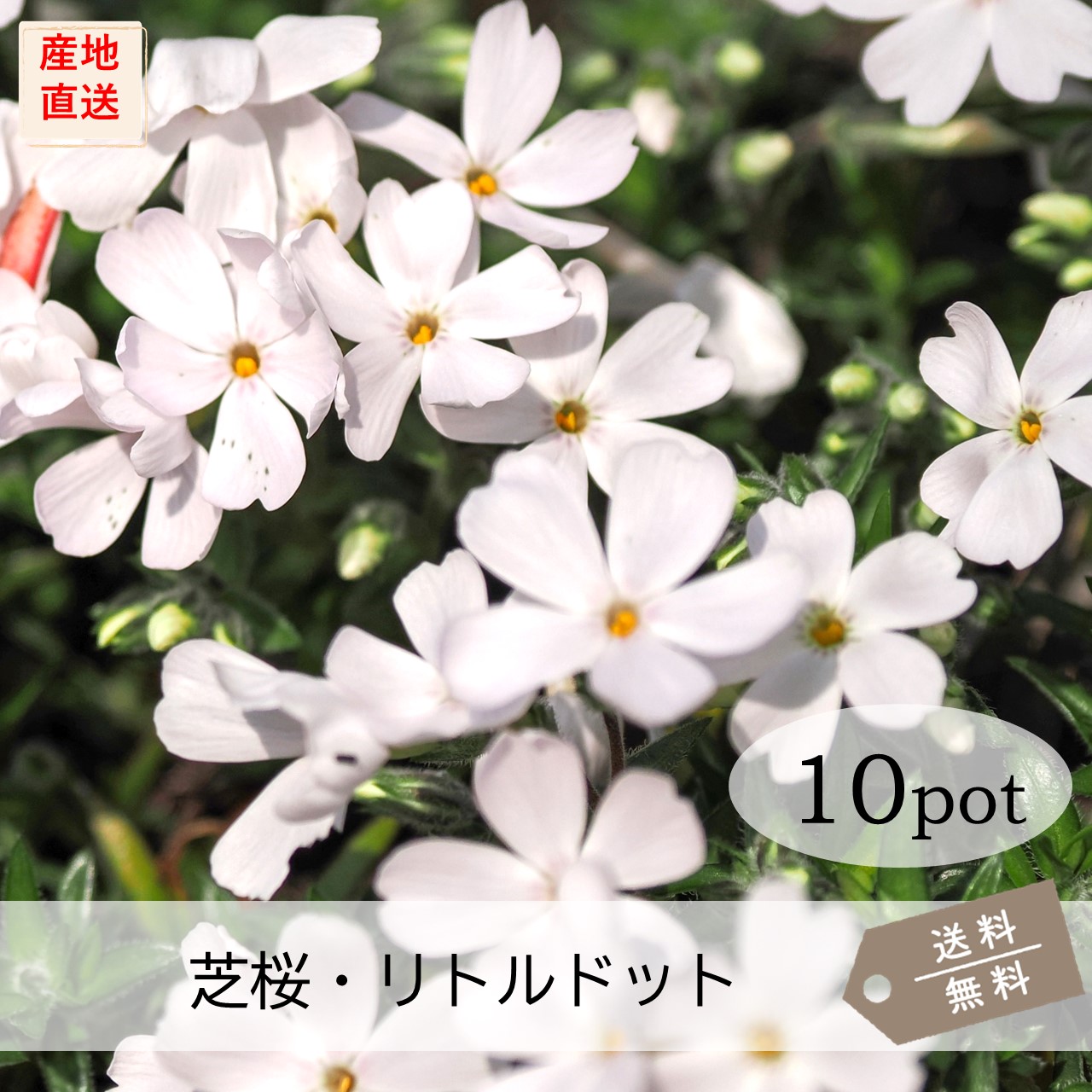 楽天市場】芝桜・リトルドット20Potセット（送料無料