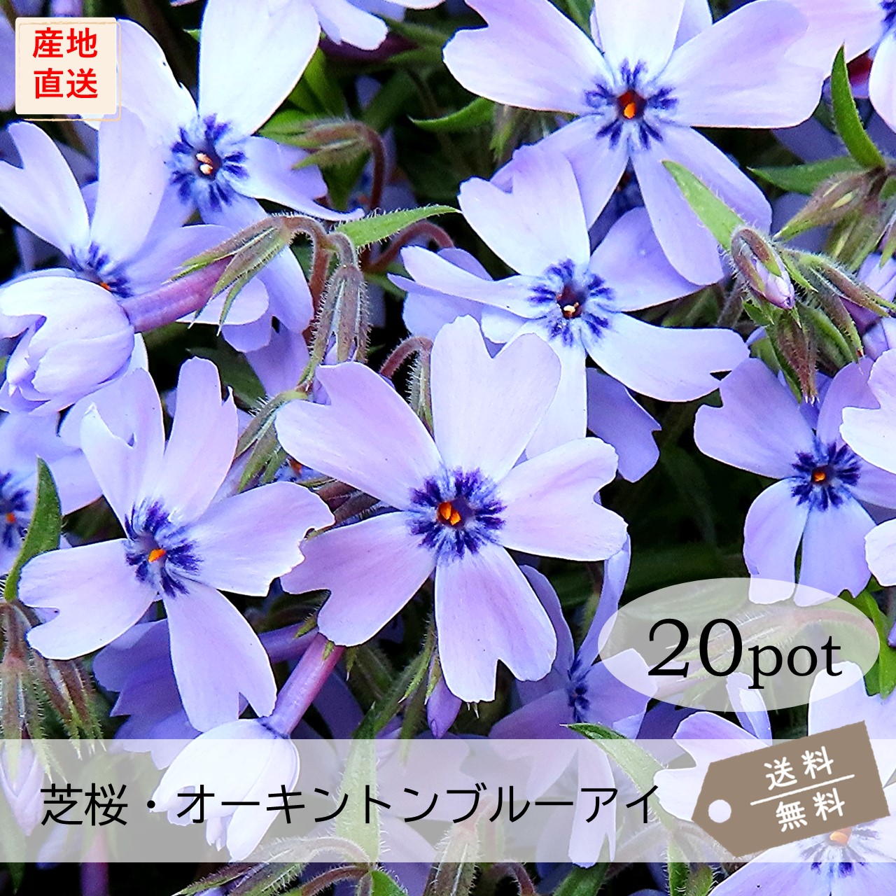 楽天市場】芝桜・オーキントンブルーアイ40Potセット(送料無料 楽天市場】芝桜・オーキントンブルーアイ40Potセット(送料無料