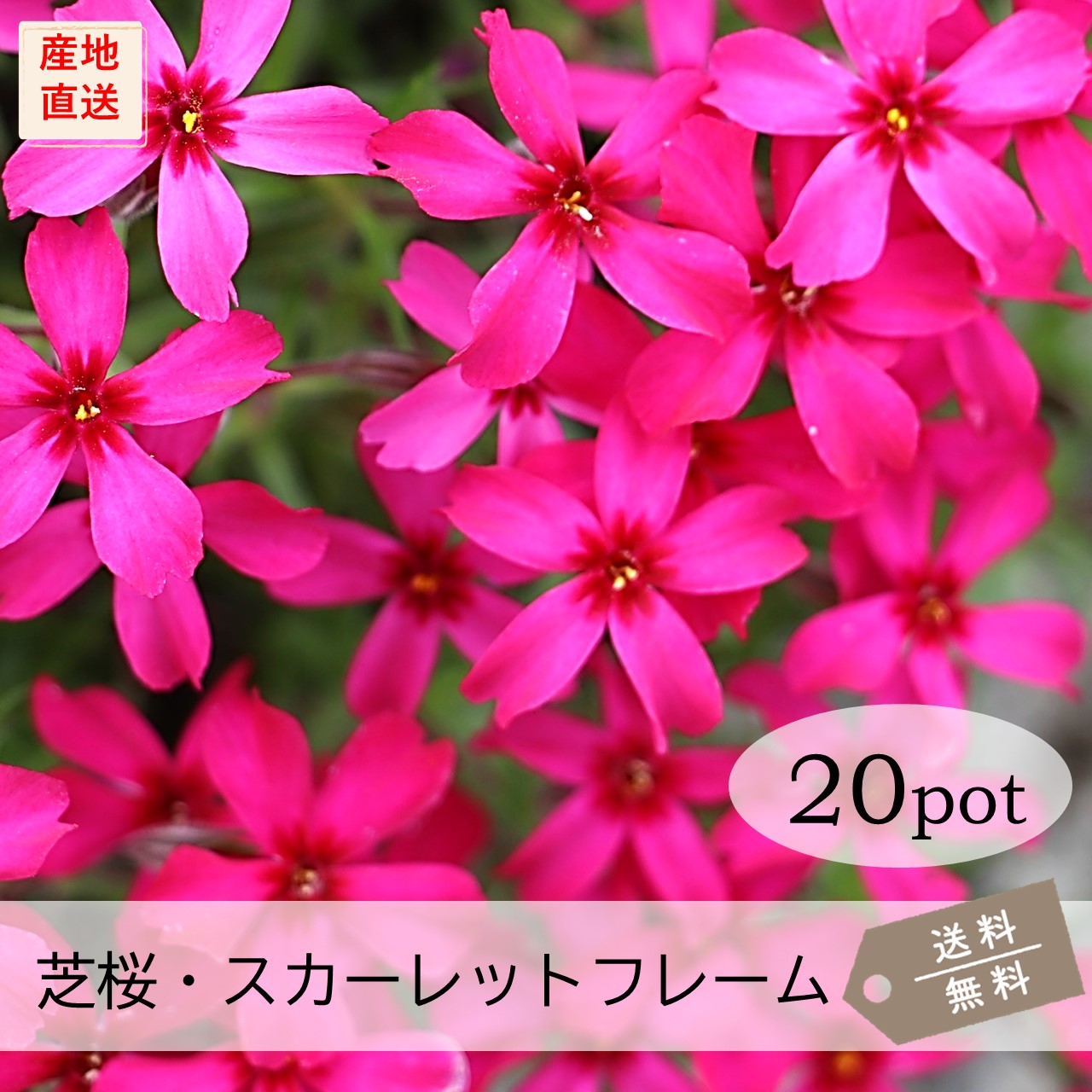 ぱぱさん専用 / Floraison scarlet20.jpg