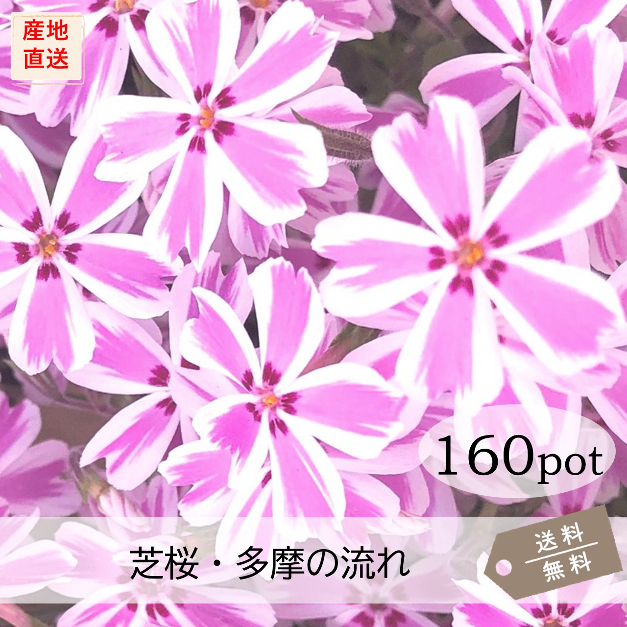 桜庭ページ SAKU39 Official (@KS_SAKU39) / X