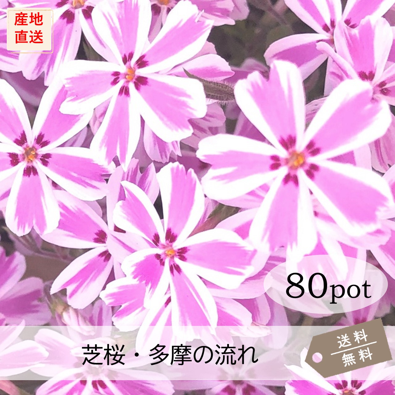 さくら tamano80.jpg