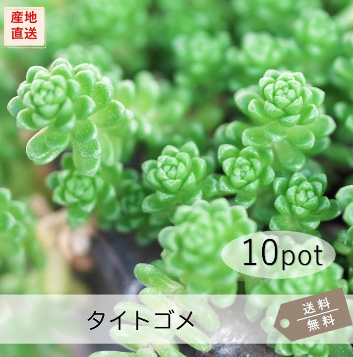 楽天市場】タイトゴメ40Potセット（送料無料）苗 多肉植物 セダム 黄花