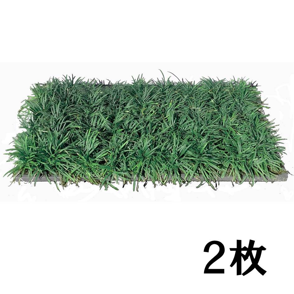たまりゅう  タマリュウ（玉竜） | 日陰に強い植物 | 芝桜専門店「お台場