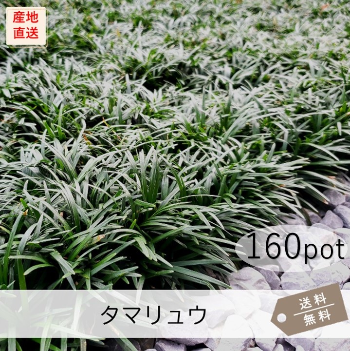 【楽天市場】タマリュウ160Potセット（送料無料）グランドカバー 玉竜 苗 常緑 日陰 ガーデニング 緑化：お台場ガーデンクラブ
