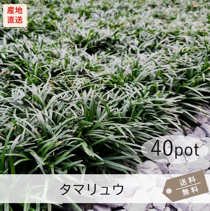 楽天市場】タマリュウ80Potセット（送料無料）グランドカバー 玉