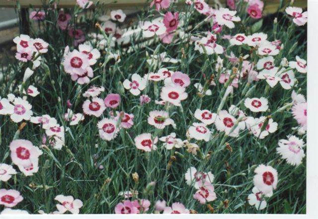 楽天市場 タツタナデシコ40potセット 194円 Pot 送料無料 花苗 ピンク花 白花 常緑 ダイアンサス シルバーリーフ ガーデニング グランドカバー お台場ガーデンクラブ