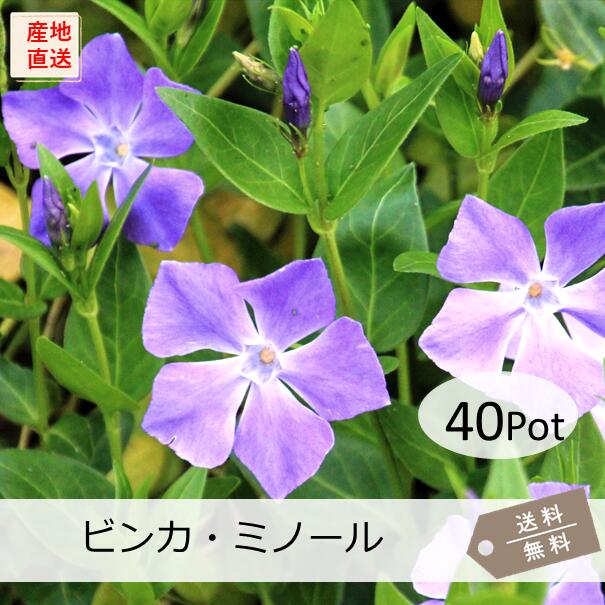 ビンカ・ミノール（ヒメツルニチニチソウ）40Pot仕掛ける（貨物輸送無料）地べた押しかぶせる 花苗 つる性 常緑 疑しさ