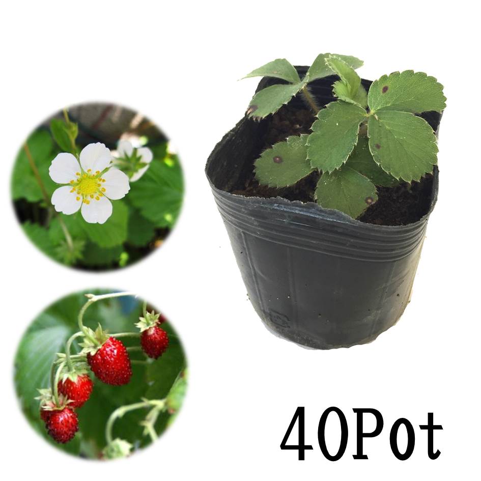 最安値 ワイルドストロベリー40potセット 4円 Pot 花苗 グランドカバー 赤実 白花 ハーブ 下草 寄せ植え ガーデニング お台場ガーデンクラブ お歳暮 Protexsafety Com