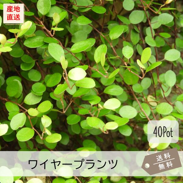 楽天市場】ワイヤープランツ20Potセット（送料無料）グランドカバー 苗