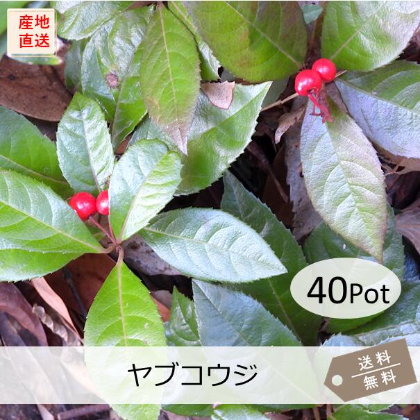 ヤブコウジ 40Potセット （送料無料） 十両　赤実　イングリッシュガーデン　日陰　下草　グランドカバー　寄せ植え 　お正月
