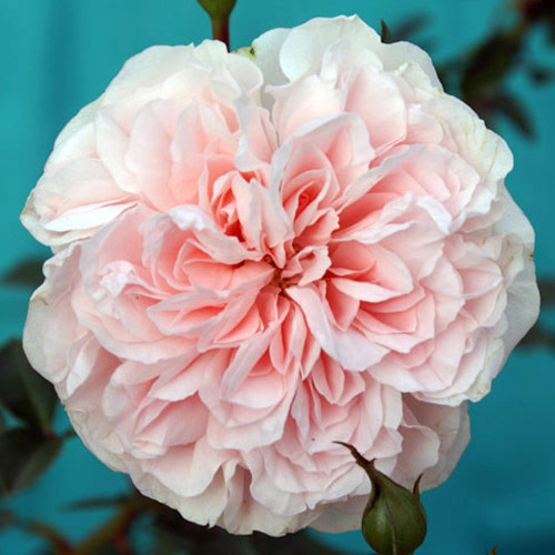 楽天市場 バラ苗 ２年大株苗 グラニーディアレスト ルドヴィック ４号鉢 ガーデンライフ彩 目隠しフェンス