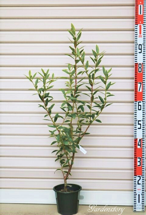 ブルーベリー苗 接木苗 スパルタン 13.5cmポット 4本セット