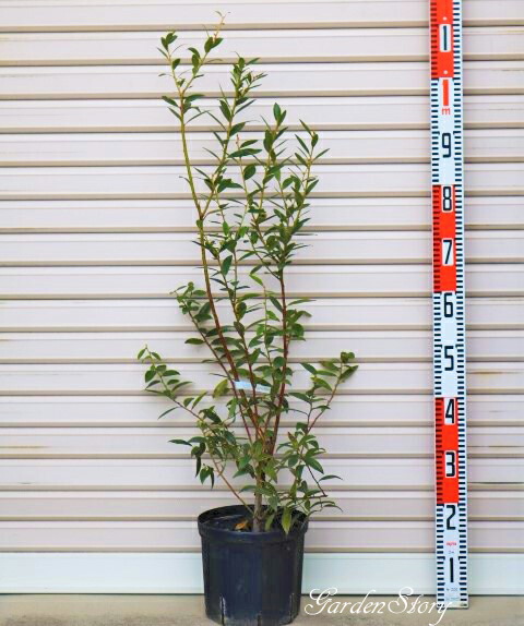 楽天市場】ブルーベリー ピンクレモネード 苗木 5.5号 【ノーザンハイ