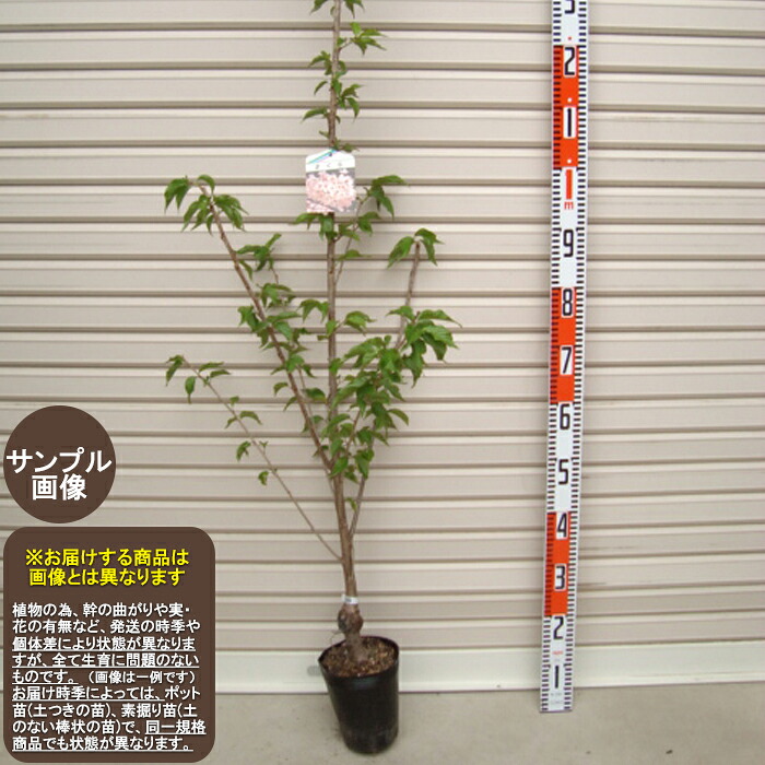 【楽天市場】【陽光桜】接木苗 ヨウコウサクラ[花木苗木 桜 さくら]：ガーデン ストーリー