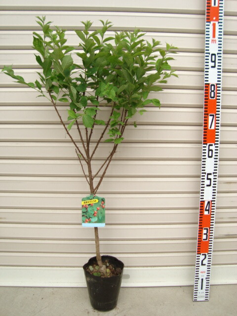 楽天市場】【白実ゆすらうめ】接木苗ユスラウメ[果樹苗木] : ガーデン