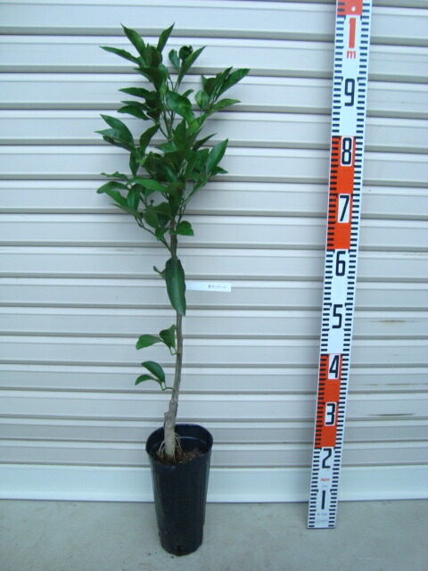 楽天市場】【星タンゴール】3年生接木苗ミカンの苗1本で実がなる