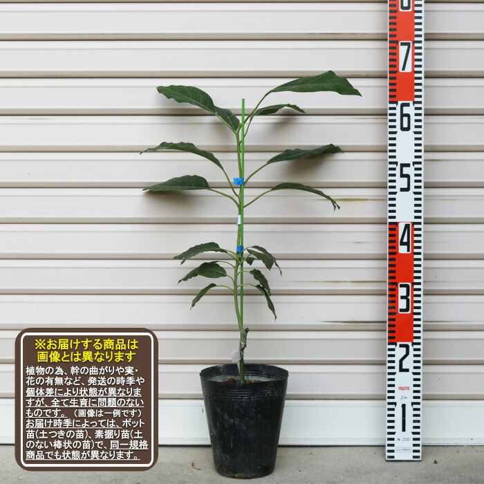楽天市場】【ウィンターメキシカン】接木苗 ロングアボカド※通常発送