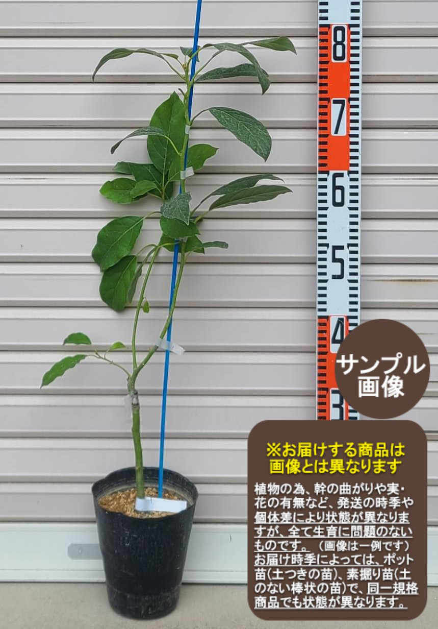 楽天市場】アボカド 苗 【フェルテ】 2年生接ぎ木苗 果樹 苗木