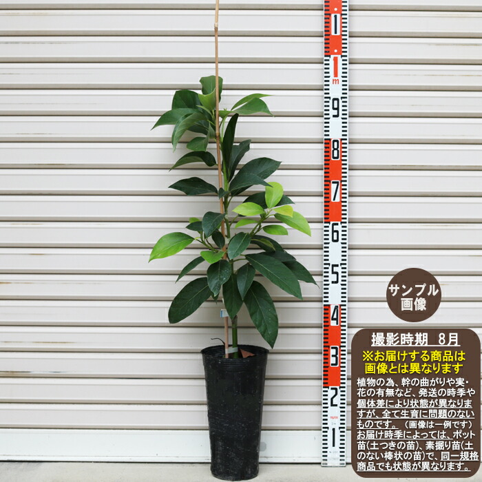 アボカド　ウインターメキシカン　花芽付き アボカド ウインターメキシカン 花芽付き （ウィンター
