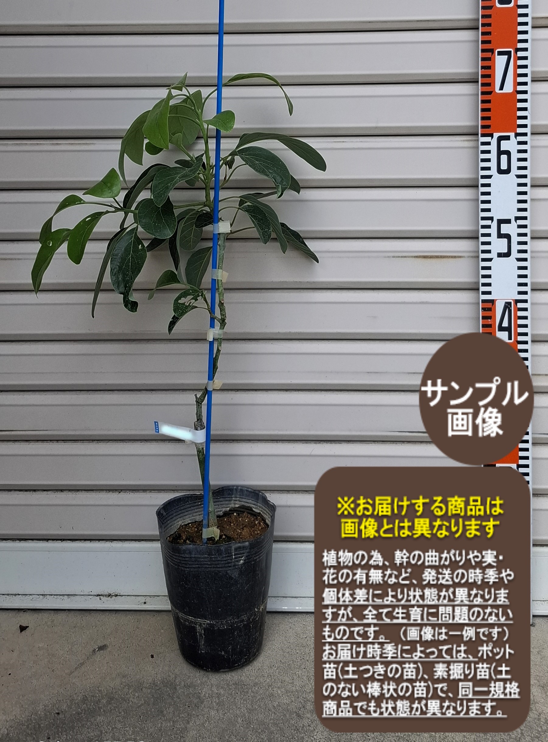 楽天市場】【ウィンターメキシカン】接木苗 ロングアボカド※通常発送