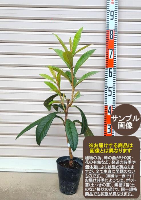 楽天市場】【大房】1年生接木苗※納期指定:通常発送※ビワ・オオフサ