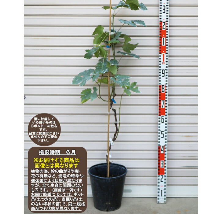無料配達 <br>ウイルスフリー接木苗<br>ブドウ<br> 果樹苗木 葡萄 ぶどう