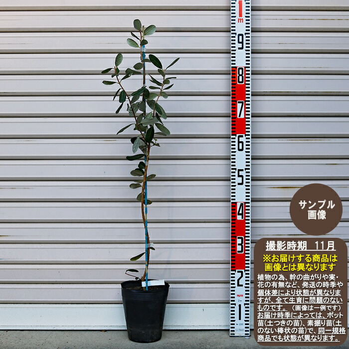 フェイジョア「アポロ」 4.5号ポット 接木苗 果樹 苗 園芸 花