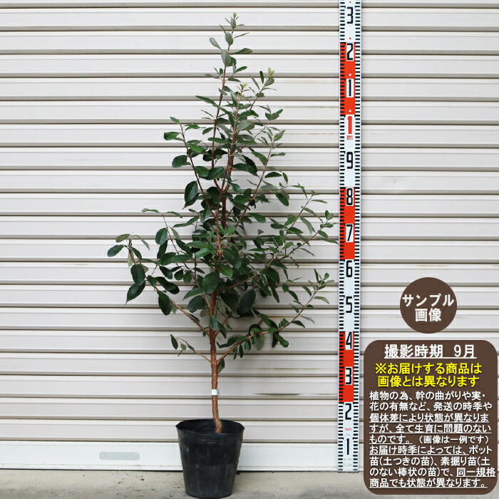 楽天市場 アポロ 接木苗 ２年生 ６号フェイジョア ふぇいじょあ ガーデンストーリー 果樹苗木 ガーデン ストーリー