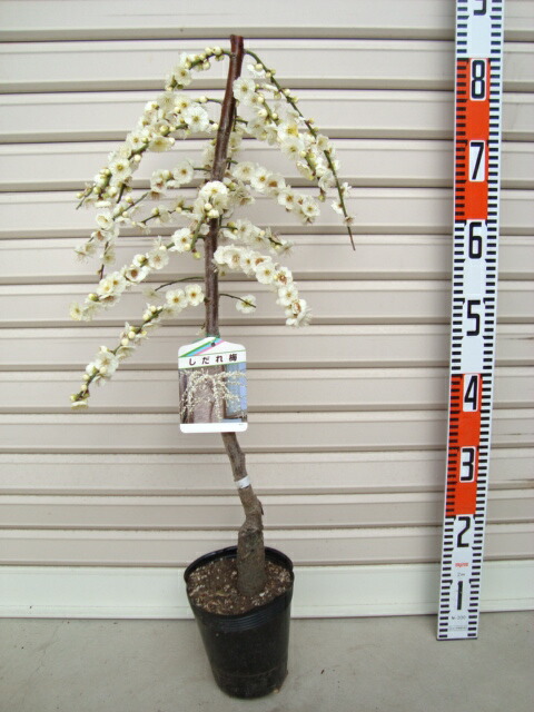 楽天市場】【枝垂れ梅 白】 花梅 1年生接木苗 【観賞花木】 : 苗木部