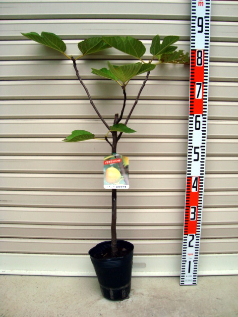 楽天市場】いちじく 苗 ザ キング 12cmポット イチジク 無花果 一熟