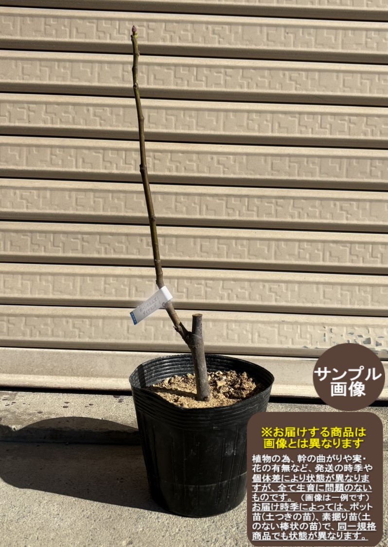 楽天市場】【レディグレイ】1年生苗イチジク※納期指定：発送予定