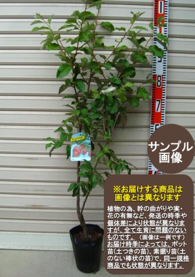 楽天市場】グミ 【ビックリグミ】 3年生 8号ポット苗 【予約販売