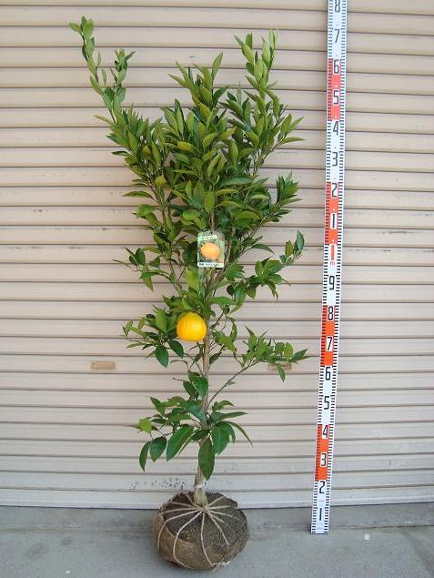 楽天市場】【上野早生】4年生接木苗温州みかんの苗1本で実がなる