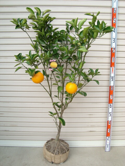 八朔 4年生 苗木 楽天市場】【八朔】4年生接木苗八朔の苗1本で実がなる 鉢植えok すぐ