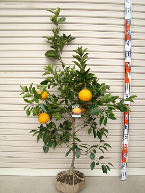 楽天市場】【八朔】4年生接木苗八朔の苗1本で実がなる 鉢植え