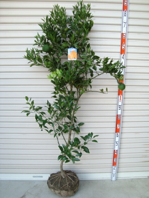 楽天市場】【土佐文旦】5年生接木苗文旦の苗1本で実がなる 鉢植えok