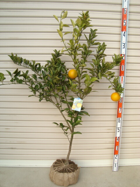楽天市場】【土佐文旦】5年生接木苗文旦の苗1本で実がなる 鉢植えok