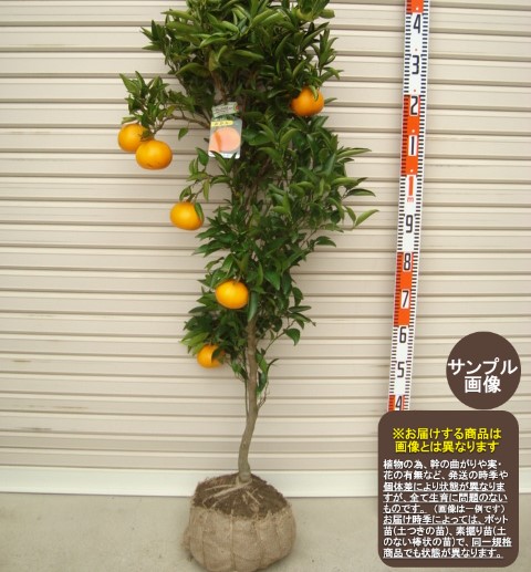 楽天市場】【せとか】4年生接木苗ミカンの苗1本で実がなる