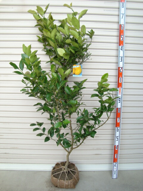 レモン大苗木 苗木 レモン 特大サイズ レモンの木 鉢植え ブラウン鉢 1個 植物