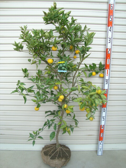 楽天市場】【土佐文旦】5年生接木苗文旦の苗1本で実がなる 鉢植えok