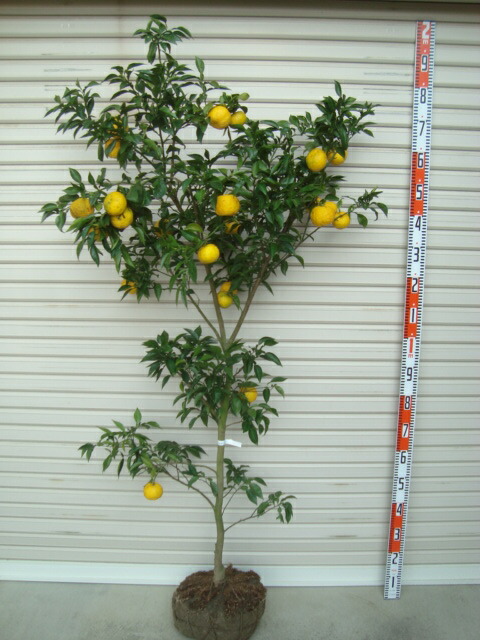 大苗イッサイホンユズ 納期指定 発送予定２０２１年３月下旬以降順次 通常発送 果樹苗木 柑橘 柚子 ゆず ガーデン ６年生接木苗 一才本ゆず ストーリー B Font Size 5 ゆずの大苗 Font B ６年生接木苗 ガーデニング 農業 一才本ゆず Color C