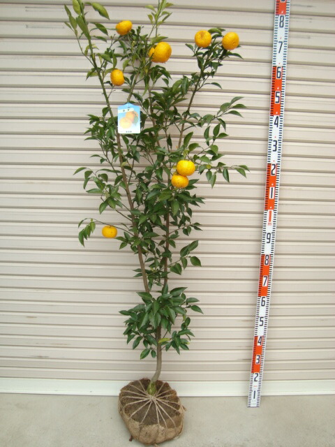 楽天市場】【ジャバラ】3年生接木苗ジャバラの苗1本で実がなる