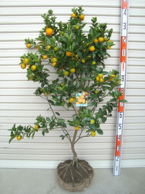 楽天市場】【ジャバラ】3年生接木苗ジャバラの苗1本で実がなる