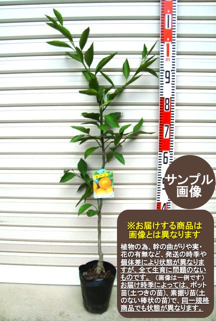 楽天市場】姫レモン （ ヒメレモン ） 15cmポット接木苗 【 珍種 】苗
