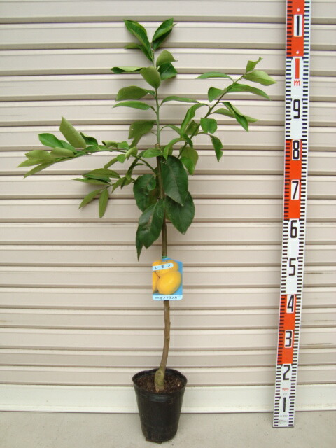 柑橘　果樹苗　トゲなしレモン　ビアフランカ　苗木 楽天市場】レモン 苗木 ビアフランカ レモン （トゲなしレモン