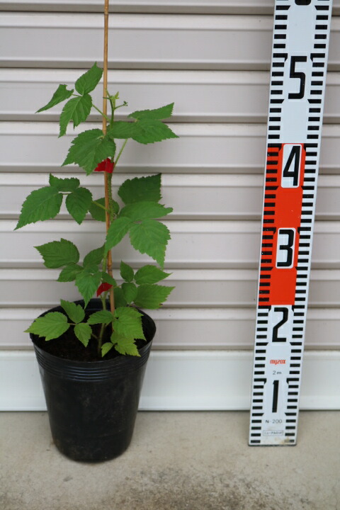 楽天市場】【ジョイゴールド】1年生苗ラズベリー※納期指定:通常発送