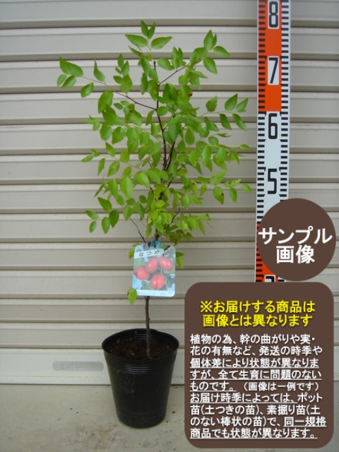 なつめ 楽天市場】なつめ（ナツメ) 苗木 6号 (z03-3) : 千草園芸