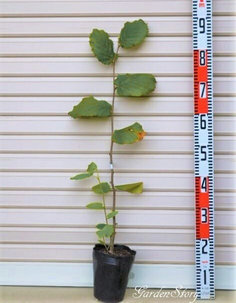 ヘーゼルナッツ苗木3本❗こちらで苗木選び発送します❗ ヘーゼルナッツ苗木3本❗こちらで苗木選び発送します❗