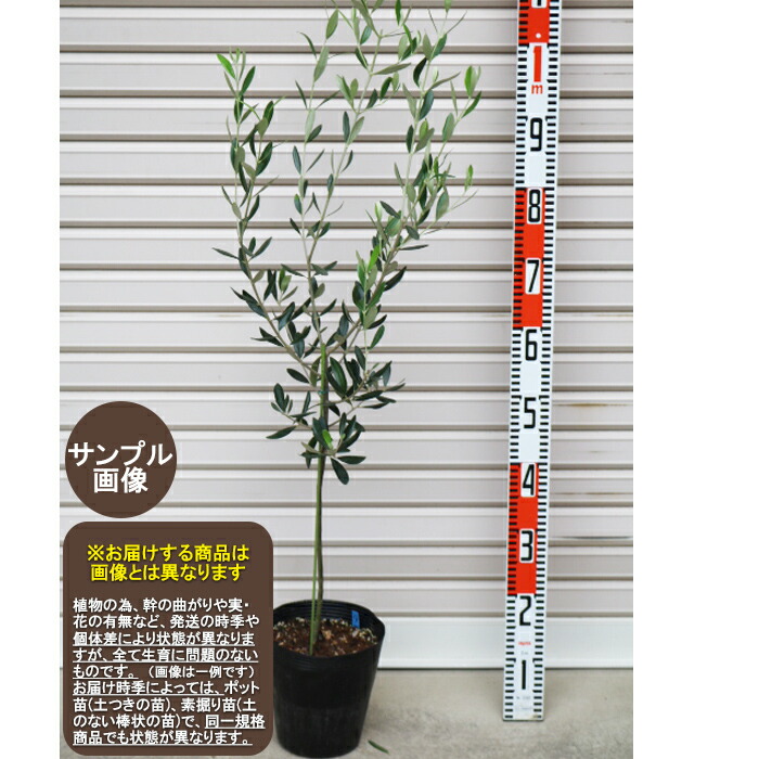 楽天市場】【ジャンボカラマタ】 オリーブの木 3年生7号ポット大苗